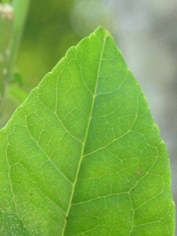            Margin (Winter Haven, FL)   